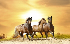 Табун лошадей скачет на закате солнца