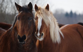 Two beautiful brown horses