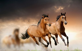 Две коричневые лошади скачут по полю