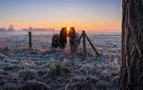 Two horses on a farm on frost-covered grass at sunrise