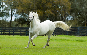 White beautiful horse gallops on green grass