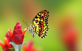 A beautiful butterfly sits on a red ginger flower.