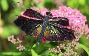 A large dragonfly sits on a pink flower