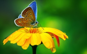 Красивая голубая бабочка сидит на оранжевом цветке