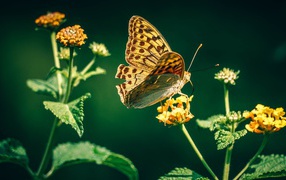Красивая бабочка на оранжевом цветке
