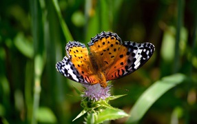 Красивая бабочка сидит на цветке чертополоха