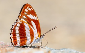 Красивая разноцветная бабочка крупным планом