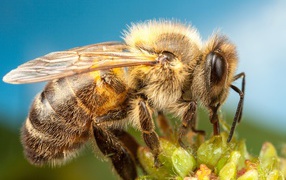 Пчела на цветке на голубом фоне крупным планом