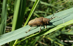 Большой жук скрипун на зеленом листе