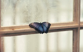 Blue butterfly on the window