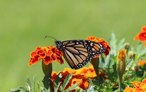 Бабочка монарх на цветке 