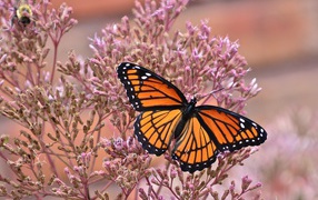 Бабочка на розовом цветке крупным планом
