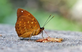 Бабочка на асфальте крупным планом