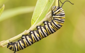 Caterpillar butterfly monarch on a branch