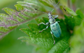 Зеленый жук листовой долгоносик крупным планом