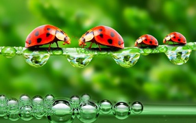 Божьи коровки на травинке с росой