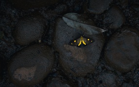 Little butterfly on wet black stones
