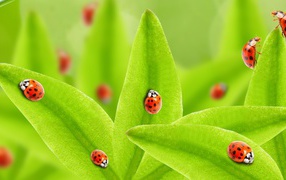 Много божьих коровок на зеленых листьях