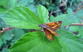 Мотылек на зеленом листе крупным планом