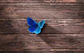 Small blue butterfly on a wooden surface