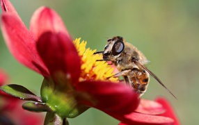 Пчела сидит на красном цветке георгины, макросъемка