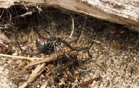 Большой черный паук на паутине
