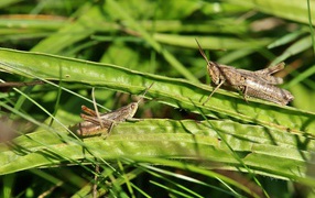 Two grasshoppers sit on the green grass
