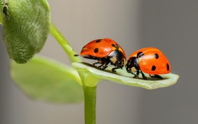 Two small red ladybugs on a green leaf