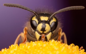 Оса на цветке крупным планом 