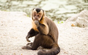 Monkey capuchin sits on the sand