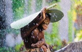 Orangutan sits under a large green leaf in the rain
