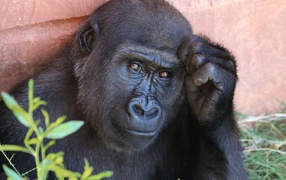 Smart gorilla closeup