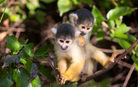 Two little monkeys on a tree