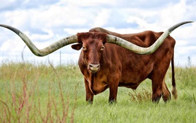 Коричневый бык с большими рогами