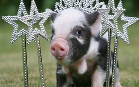 A Little Piglet With Ornaments