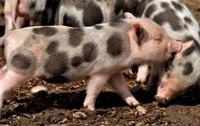 Забавные пятнистые поросята на земле