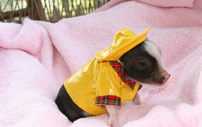 Маленький поросенок в желтом костюме, символ нового года 2019