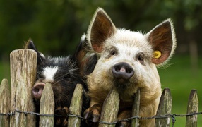 Two pigs behind a fence