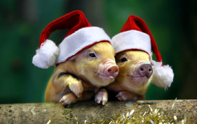 Два поросенка в новогодних шапках, символ нового года 2019 