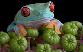 Большая зеленая лягушка с красными глазами