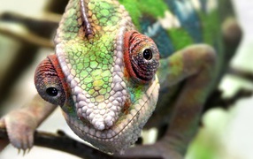 Голова хамелеона крупным планом