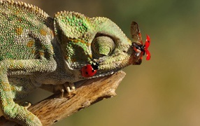 Божьи коровки сидят на зеленом хамелеоне 