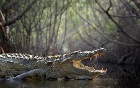 Большой крокодил с открытой пастью в воде 