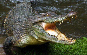 Зубастый крокодил с открытой пастью у водоема