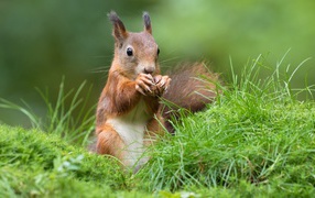 A red squirrel gnaws a nut in the green grass