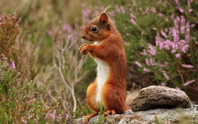 A small red squirrel stands on a rock