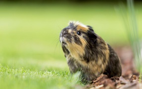 Guinea pig sits on the green grass