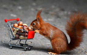 Red squirrel with a cart with hazelnuts