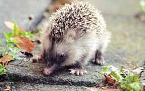 Spiny hedgehog with a pink nose on the ground