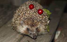 Spiny hedgehog with cherries on needles